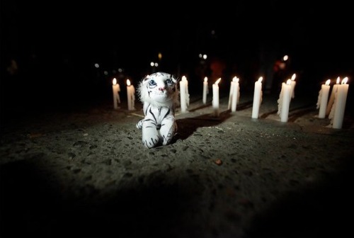 conciencia-animal:  Realizan funa a Zoológico luego que sacrificaran a tigre blanco http://www.publimetro.cl/nota/cronica/fotos-realizan-funa-a-zoologico-luego-que-sacrificaran-a-tigre-blanco/xIQlgD!SOwgLe1K9Asvw/ 