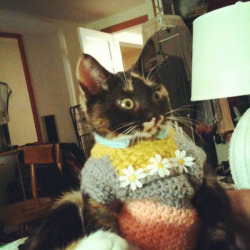 animalsinsweaters:  my-girlfriend-likes-to-crochet-little-sweaters-for-our-new-kitten