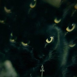 xavijlopez21:  #mindfuck #blackcat #black #egyptian #cat #wild #silence #luck #superstition #catseason #leoseason #leo #season (Taken with Instagram) 