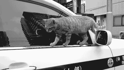 cineraria:  凄いとこを見せようとして失敗した猫の誤魔化し方があざとすぎる件。 ‐ ニコニコ動画(原宿) 