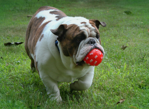 English Bulldog Love porn pictures