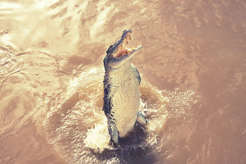 kingdomy:  (by Jesper Bülow) 