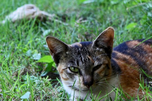 A mischievous cat hangs out next to its dinner, a dead chicken.  (photo by PCV Daniel Paulk - ID5)