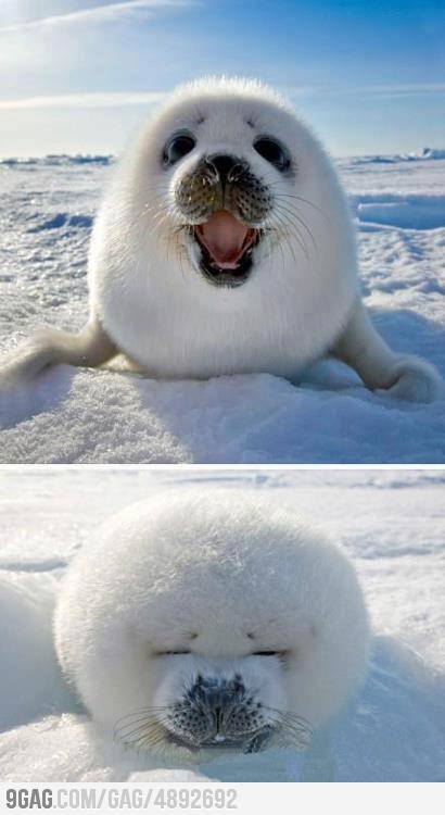 9gag:  Cute Ice Ball 