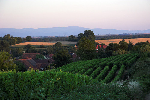 magicalwanderings:Niederotterbach mid of July by PauPePro on Flickr.