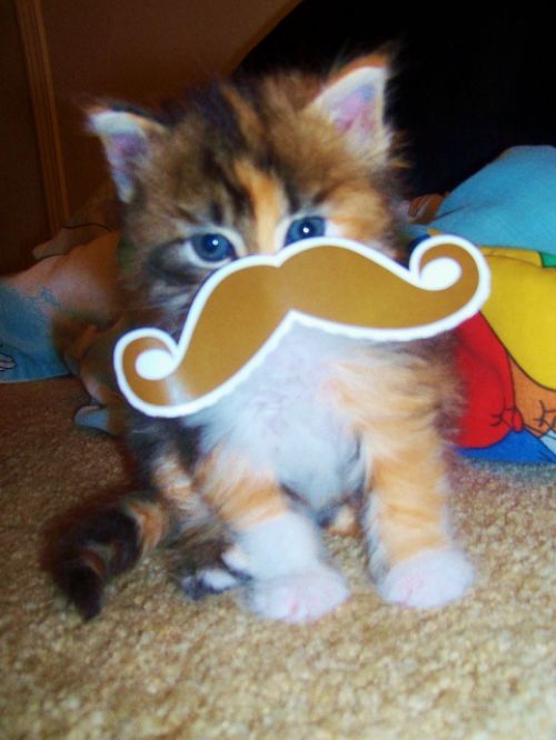 Little Cat, Big Mustache