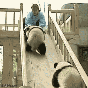 we-go-crashing-down:  Pandas play on the slide 