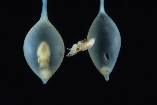 cephalopodsgonewild: Giant cuttlefish eggs