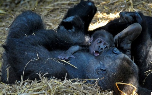 First-time mother Shanga gets to grips with her newborn baby gorilla at Chessington World of Adventures
Picture: Chessington Zoo