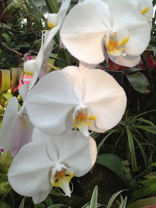 infinitelyinterested:
“ Orchids of some kind at the Phipps Botanical Garden in Pittsburgh.
”