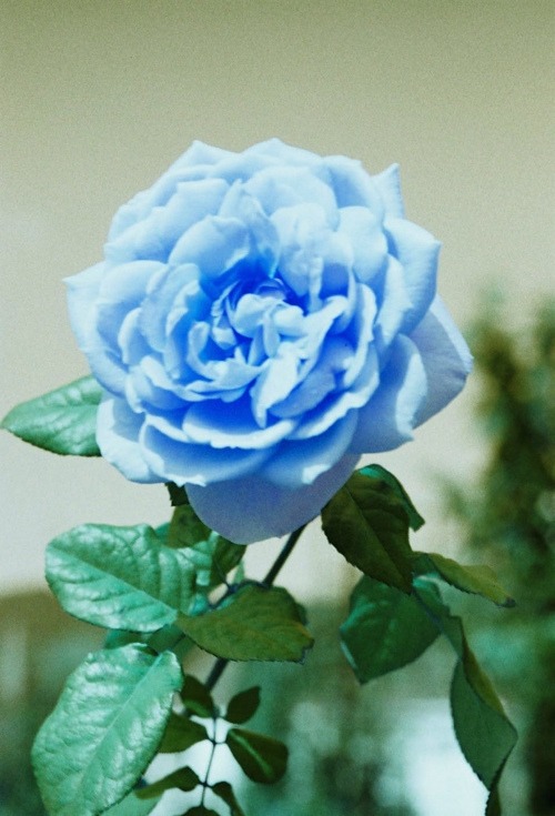 you deserve a blue rose