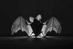 thismeanseverafter:  Chiroptera 
