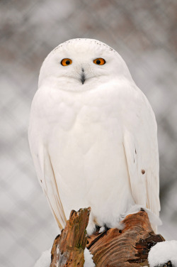 theanimalblog:  Winter snowy owl (by Tambako