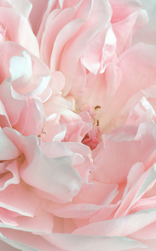 vois la vie en rose
