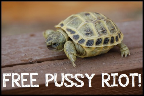 FREE PUSSY RIOT![IMAGE DESCRIPTION: A BABY RUSSIAN TORTOISE NO BIGGER THAN A THUMB WALKS ALONG A WOO