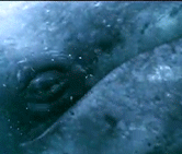 seacetaceans:  Grey whale eye 