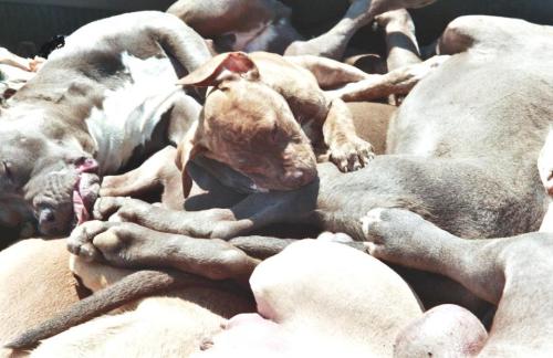 open-the-cages: BREED SPECIFIC LEGISLATION MEANS DEATH … even if the dogs killed by these bur