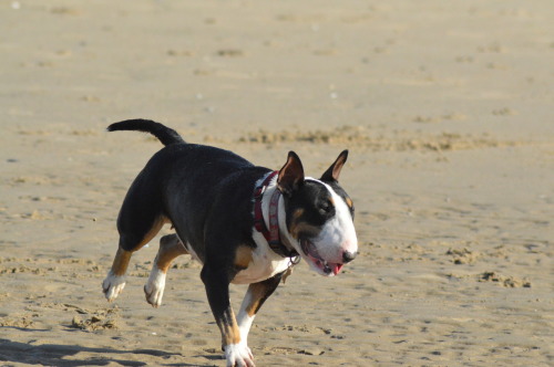 ofbullterriers: Daisy auditioning for Baywatch. ..She left her red swimsuit at home.