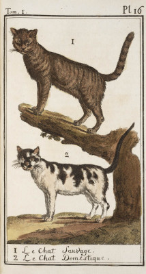 lindahall:  Wild and domesticated cats in