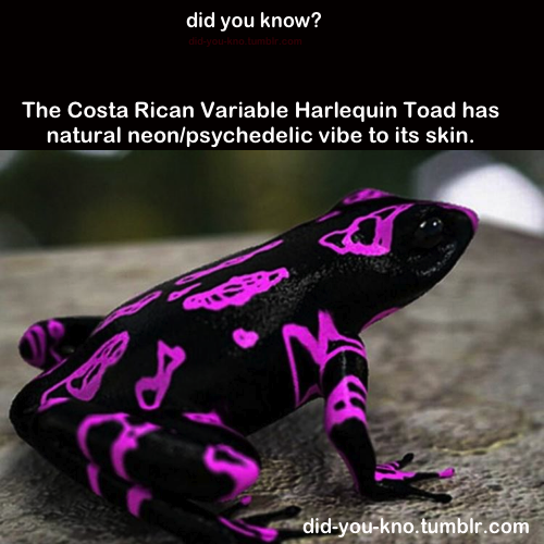 silentskyking:  did-you-kno:  Source  Damn this is one funky psychedelic frog!! Haha