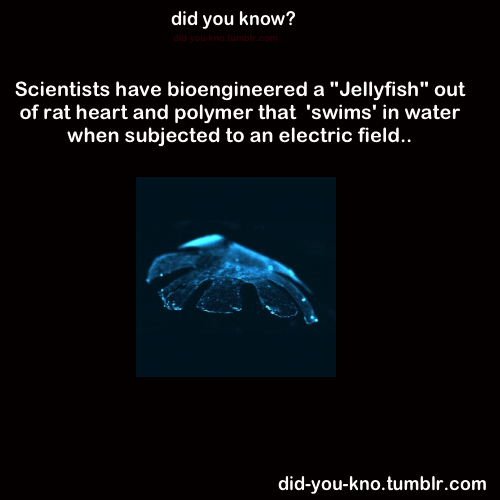 did-you-kno:  Source