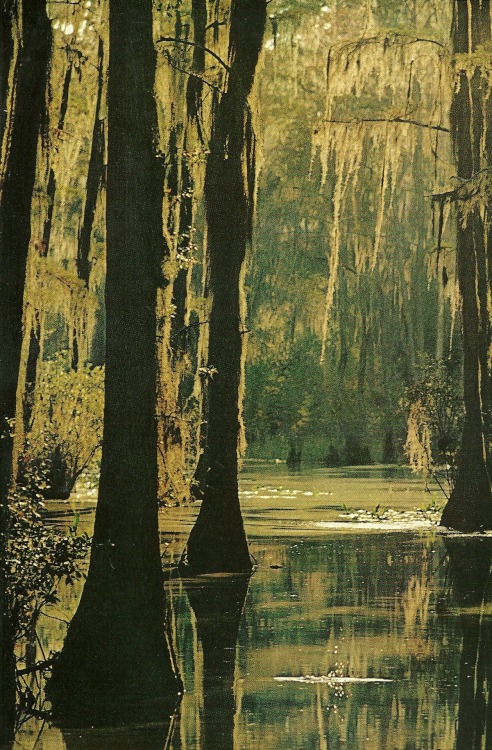 vintagenatgeographic: Georgia swamp National Geographic | February 1974