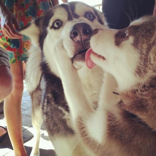 obsessconfess:continueplease:After reading that dogs lick the mouths of whomever they feel is in cha