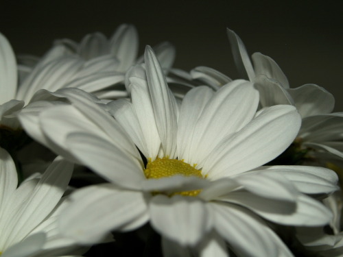 white chrysanthemum