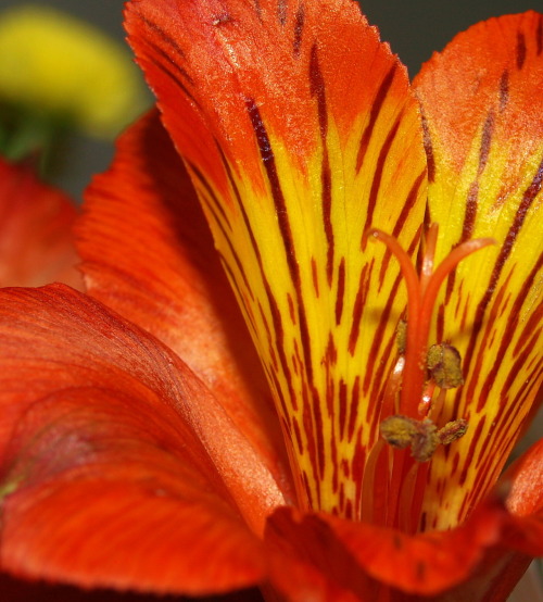 orange orchid