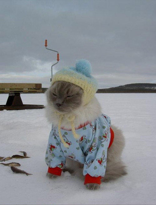 thefrogman:   [Photo via Dress-up Kitties]