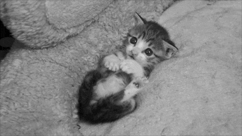 inhhale-exhhale:  Awww