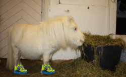 ejacutastic:  thejogging:  ALBINO MINI HORSE WEARING CUSTOM NIKE FREES, 2012  oh my go d what’s wrong with it