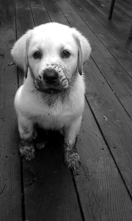 australiansanta:  clean him