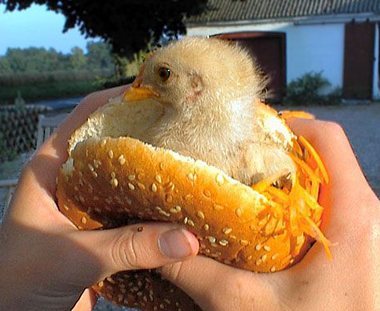 the-sascrotch:  ammodramus:  tavgam:  elizabethan-yeowoman:  People wonder why I
