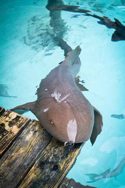 100leaguesunderthesea:Nurse Shark by kharizmatik on Flickr.