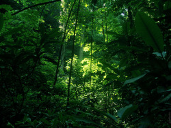 Frolicing in the Forest