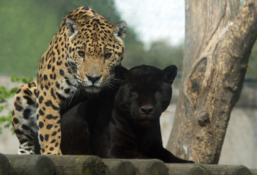 animals-animals-animals:  Jaguars (by Jutta porn pictures