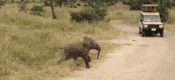 beau-be-mine:  nevergrowinupp:  Everyone should have a baby elephant running across a road on their blog  IT’S SO CUTE LOOK AT IT’S LITTLE LEGS AND HOW IT’S RUNNING OMFG 