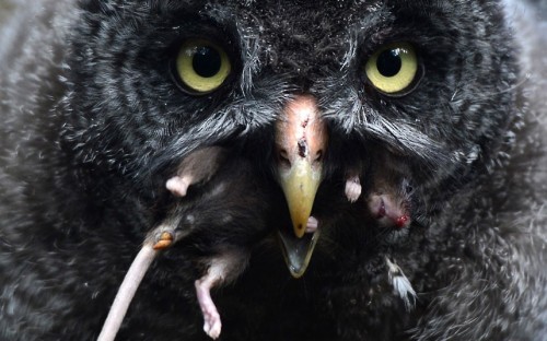 A young great grey owl eats a mouse at the zoo in Berlin.
Picture: CHRISTOF STACHE/AFP/GettyImages