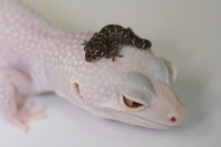 foie:  a lizard with a baby lizard toupee 