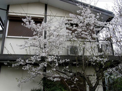 cherry blossom tree