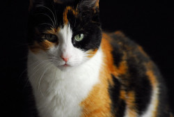 calicoes:  A Calico Cat by Scarlet-Shu on