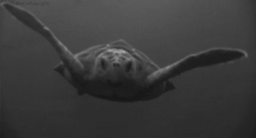 Black and White GIFs
