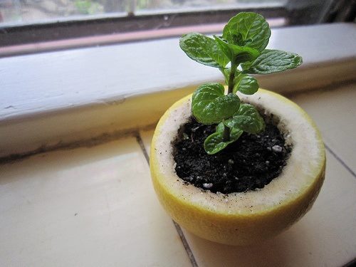 Use a lemon, orange or a grapefruit to start your seedlings. Plant the entire thing in the ground an