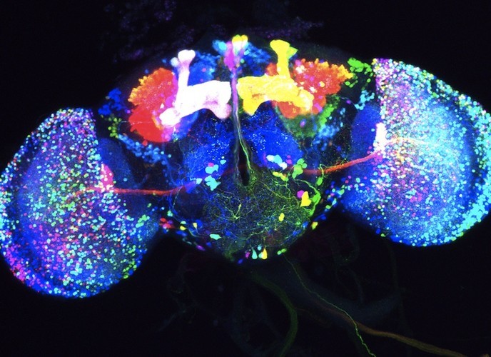  Scientists Turn Fly Neurons Into Gorgeous Art Using technology affectionately dubbed