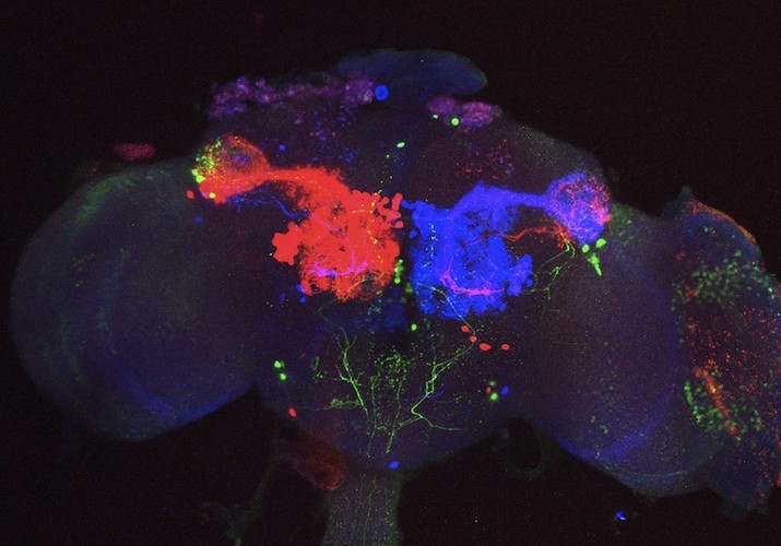  Scientists Turn Fly Neurons Into Gorgeous Art Using technology affectionately dubbed