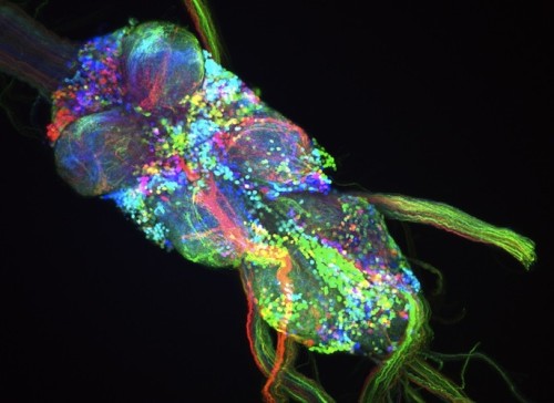 Porn Pics  Scientists Turn Fly Neurons Into Gorgeous