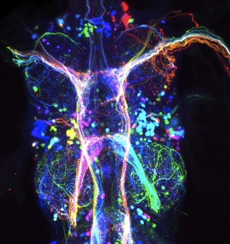  Scientists Turn Fly Neurons Into Gorgeous Art Using technology affectionately dubbed
