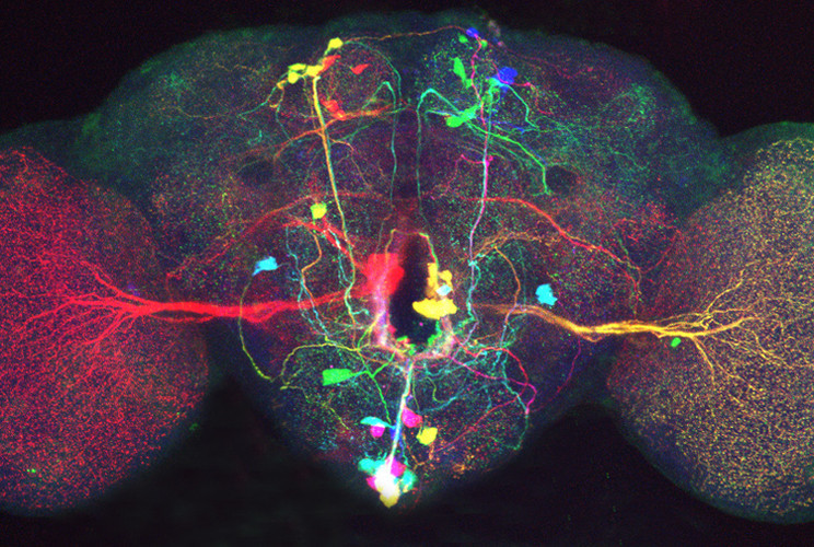  Scientists Turn Fly Neurons Into Gorgeous Art Using technology affectionately dubbed