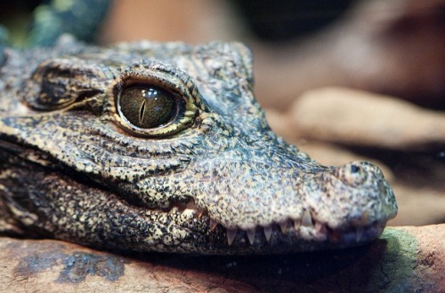 wild-heartedx:West African Dwarf Crocodile(Nathan Rupert)